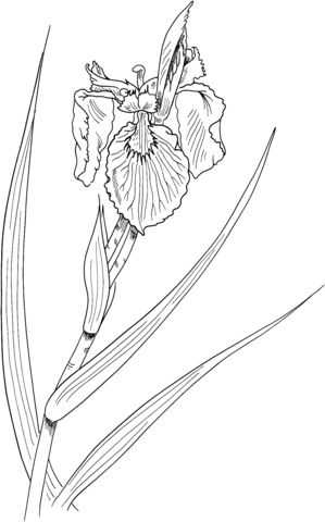 Iris Pseudacorus Or Yellow Flag Iris Coloring Page